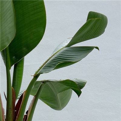 凤凰彩票app下载手机版