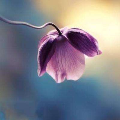 安博.体育手机app下载